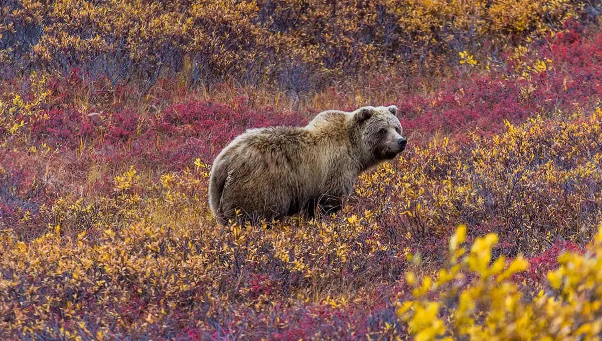 Alaskan Bear