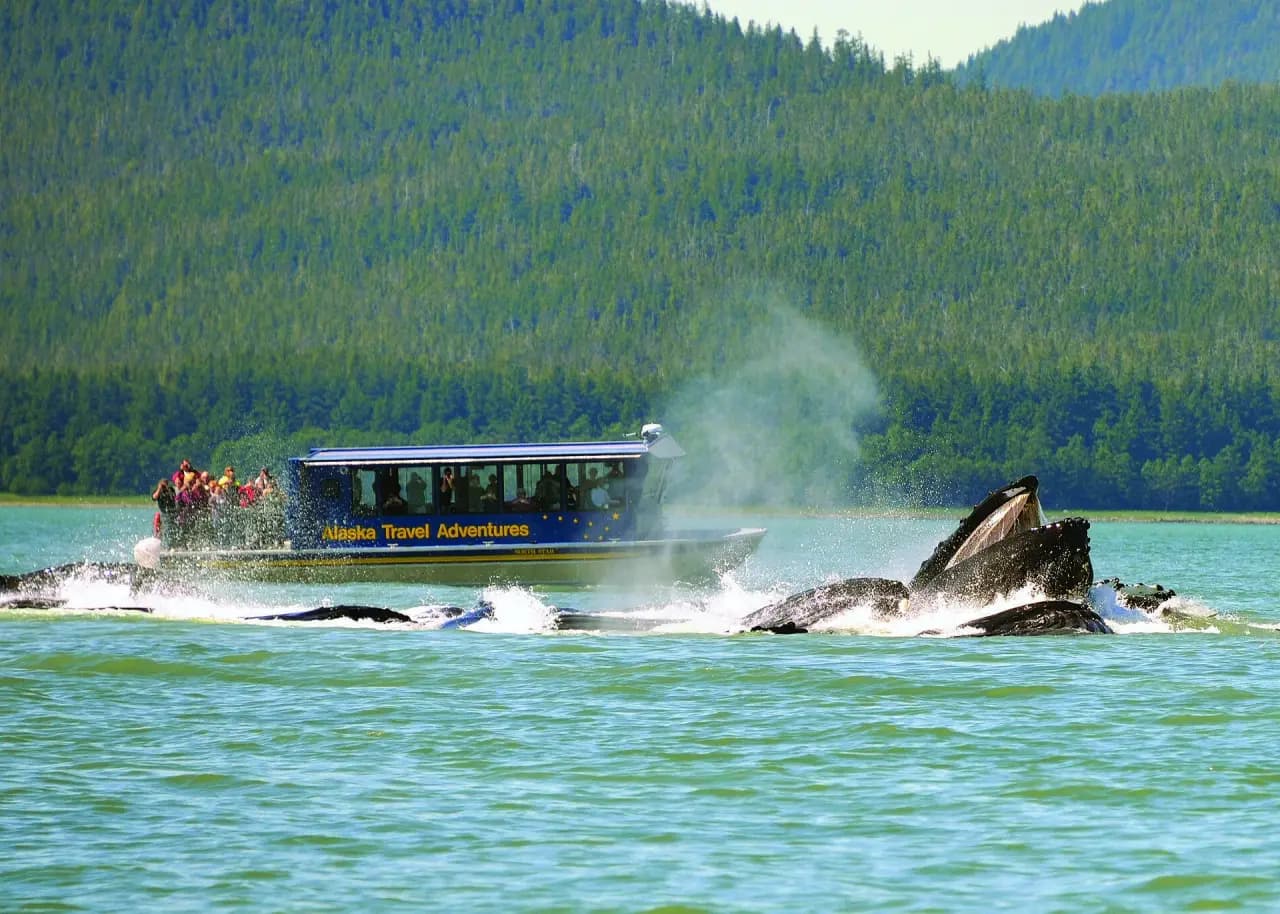Whale Watching & Salmon Bake photo 1