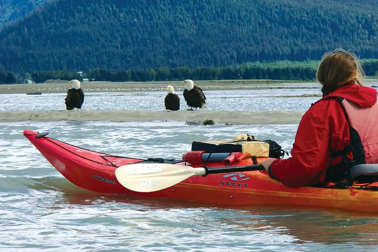 Sea kayaking with bald eagles