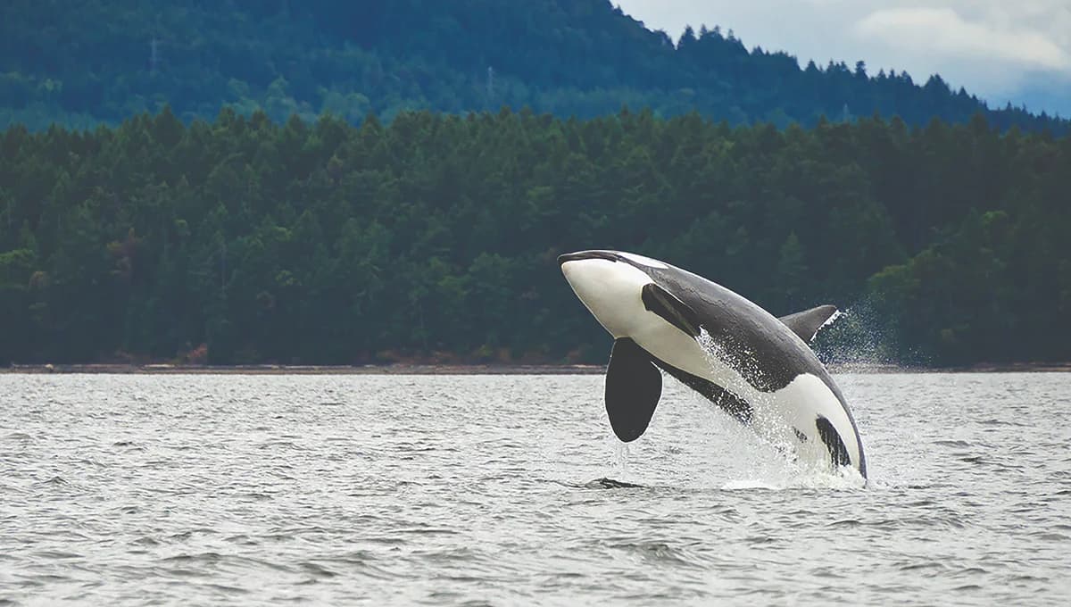 Why the Best of Juneau® Tour Is Great for Families of All Ages