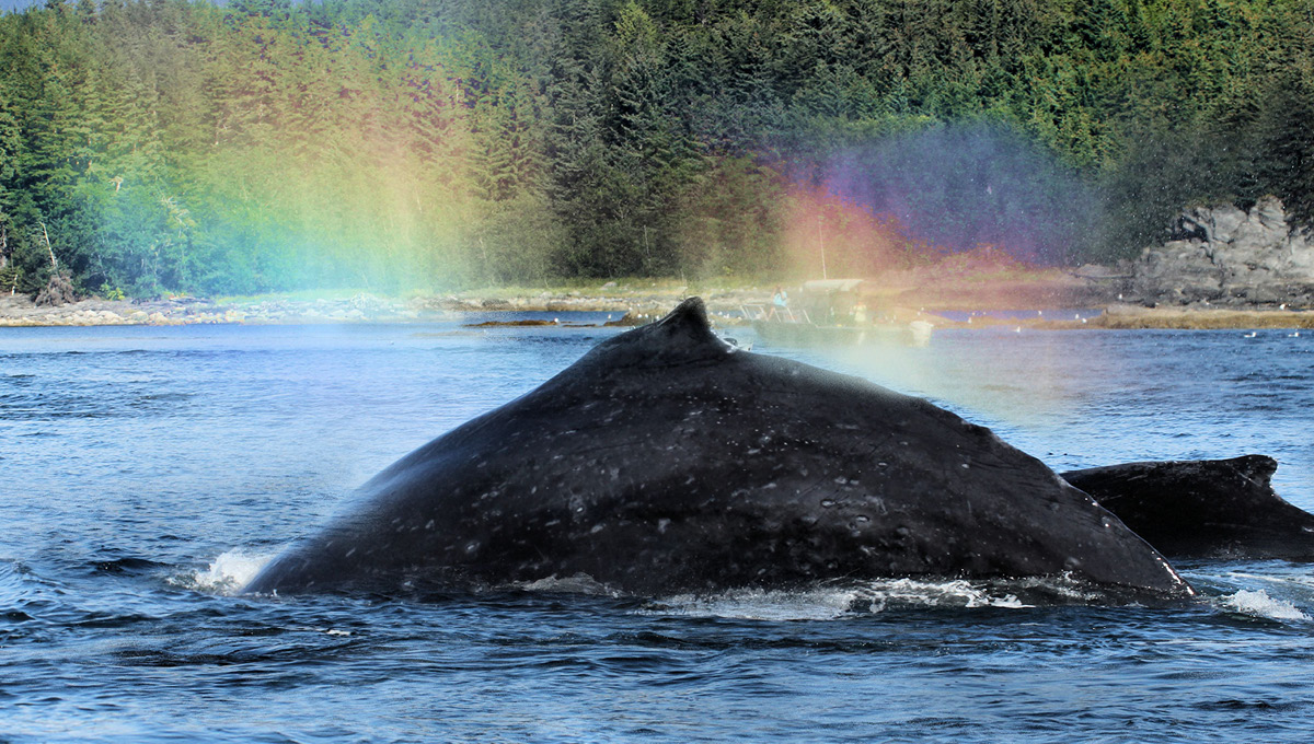 alaska adventure tours juneau