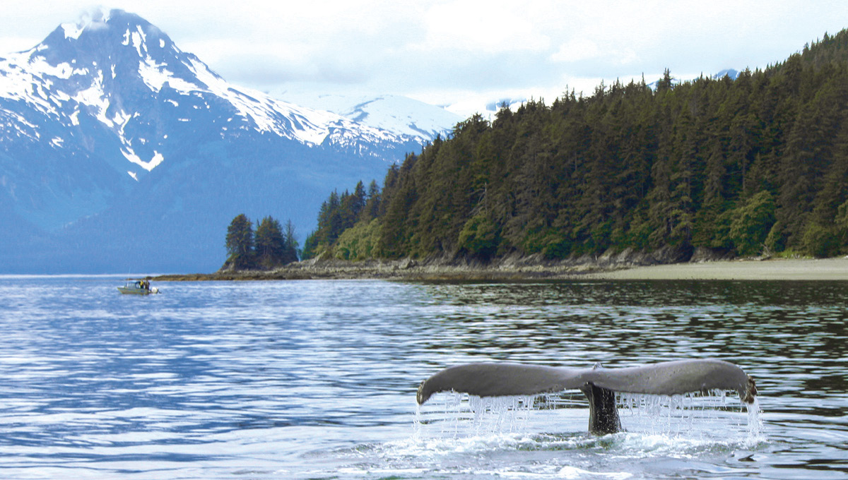 alaska travel adventures whale watching