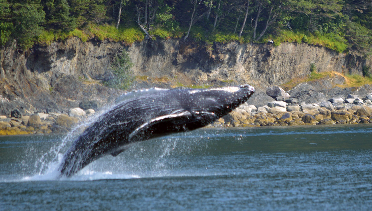alaska adventure tours juneau